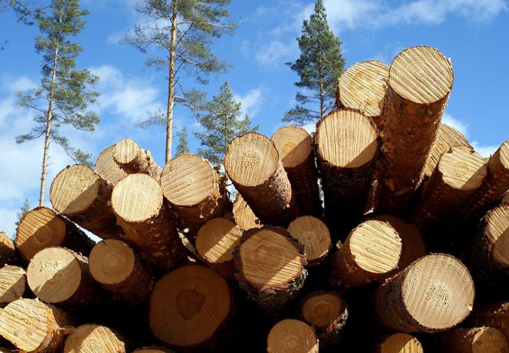 lielanteni iepērkam apaļkoki