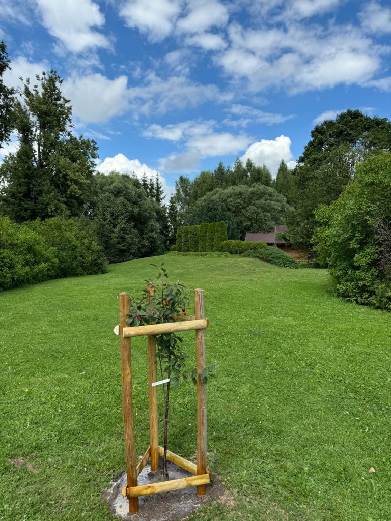 Koka mieti - SIA Lielanteni-10