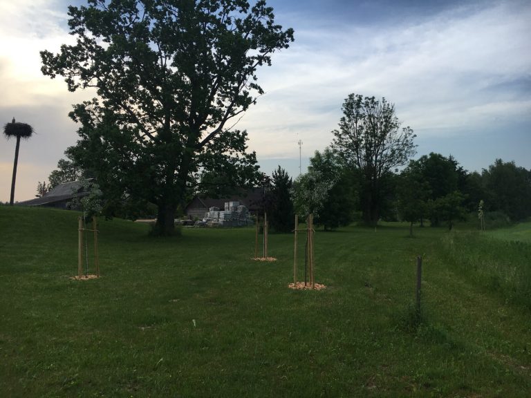 Koka mieti - SIA Lielanteni-8